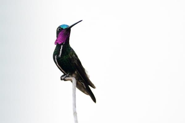 Photo of Heliomaster E.