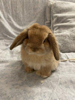 photo of RunCinnabun R.