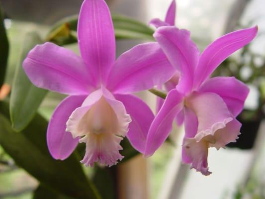 photo of Carol A.