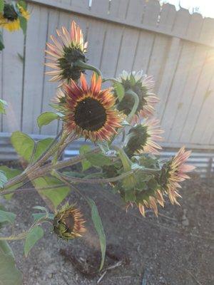 photo of Katherine M.