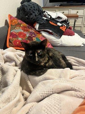 photo of Silverdragon