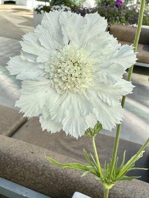 photo of Virginia H.