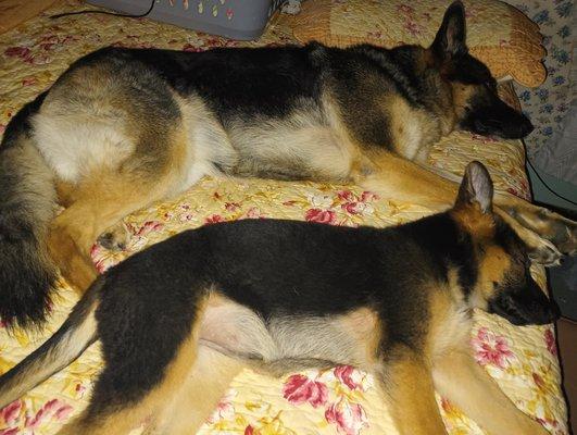 photo of Wiesbadengera M.