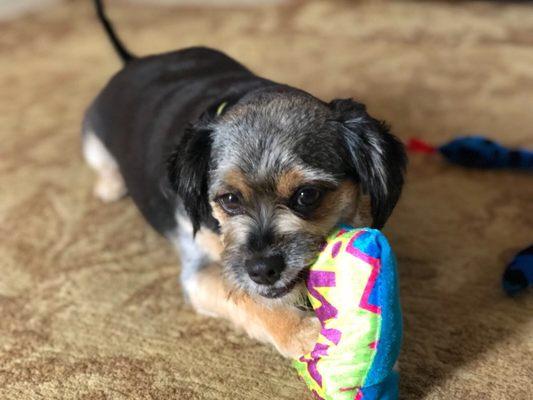 Photo of Kauai Palms H.