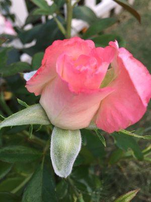 photo of Christine P.