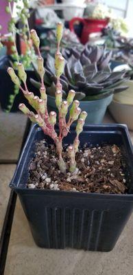 photo of Penellipe L.