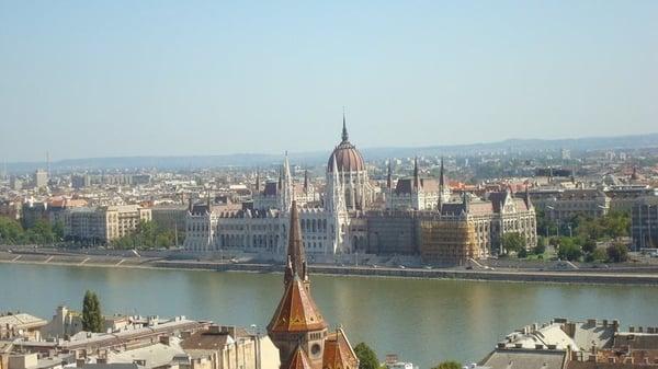 photo of Lover of Dogs H.