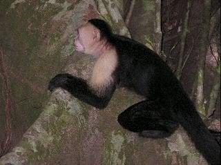 Photo of Whitefaced M.