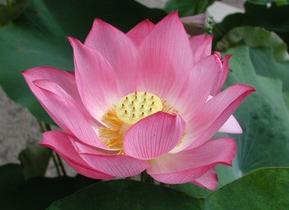 photo of Peaceful O.