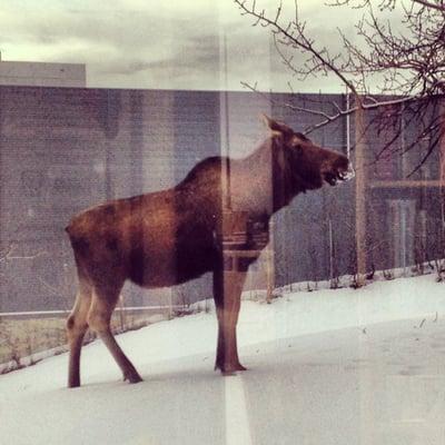 photo of Cassandra D.