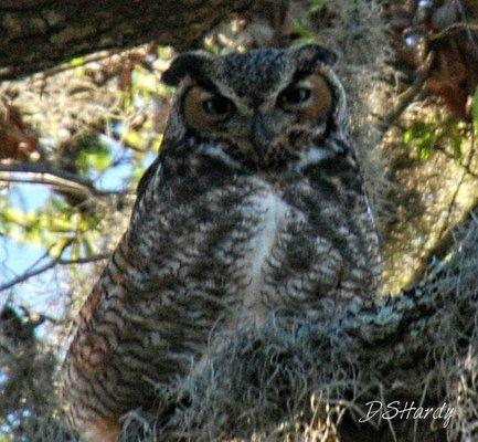 photo of Cavewoman O.