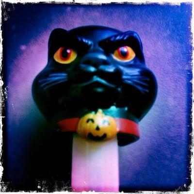 photo of Kabo Kitty B.