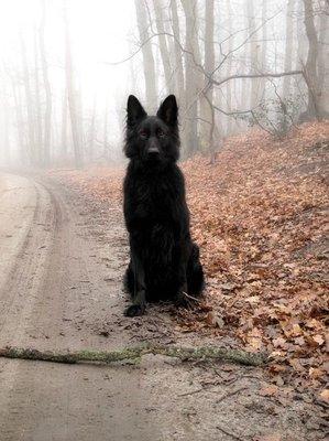Photo of Wolf C.