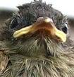 Photo of Burd E.