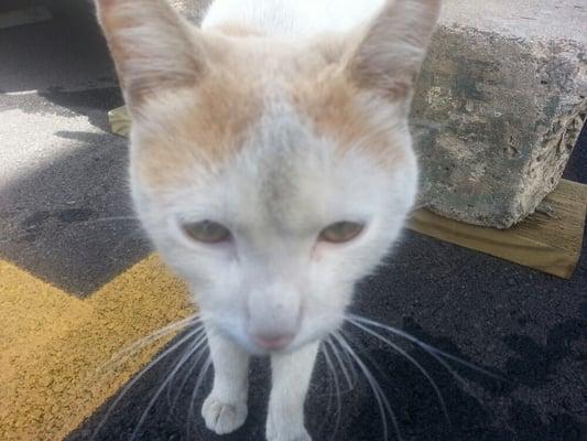 photo of RuffRidah 1.