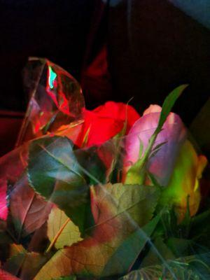 Photo of Lime J.