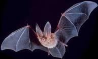 Photo of Batman F.