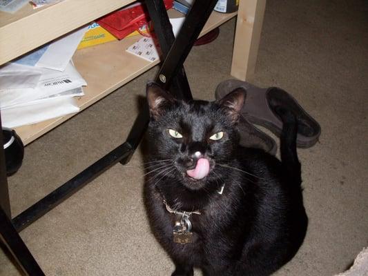 photo of Schizoid T.