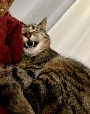 Photo of Grumpy Cat L.