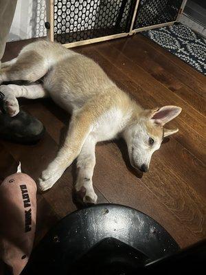 photo of Yur Majesty S.