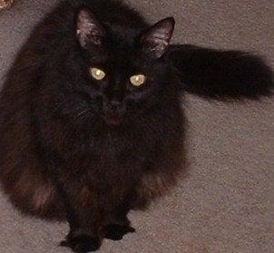 Photo of Amber A.