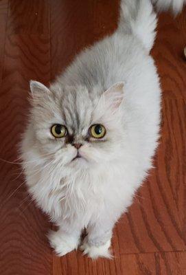 Photo of Velvet S.