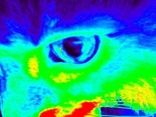 Photo of kat v.