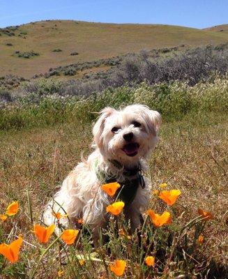 photo of Dottie Jean D.