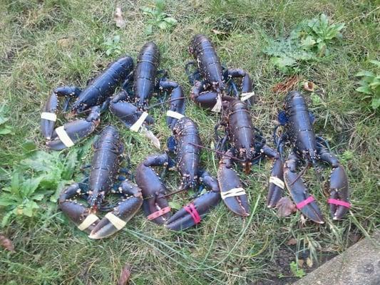 photo of The Masked F.