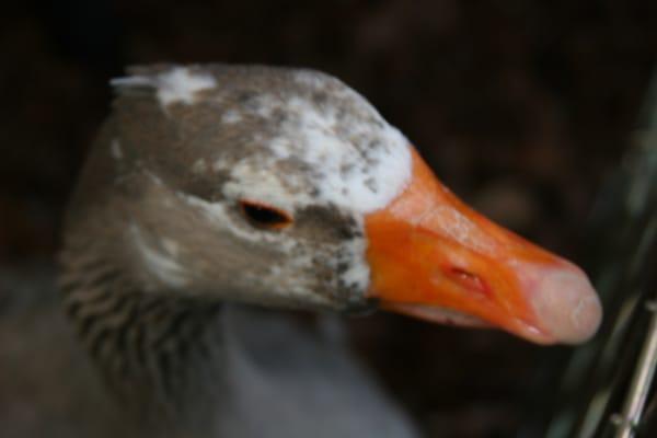 Photo of Lorraine A.