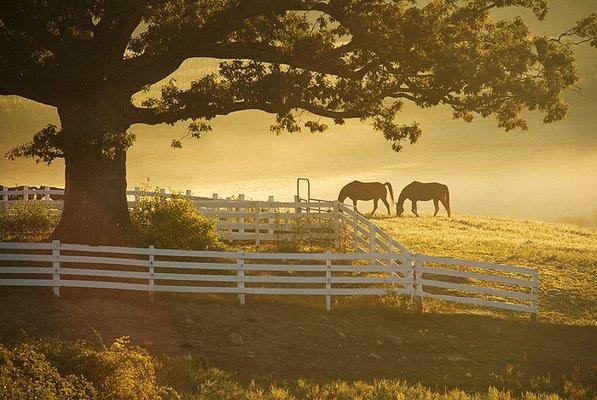 Photo of Dawn M.