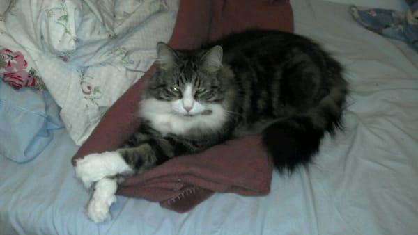 Photo of Basil S.