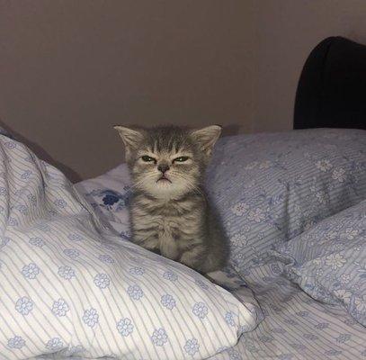 Photo of Priscilla R.