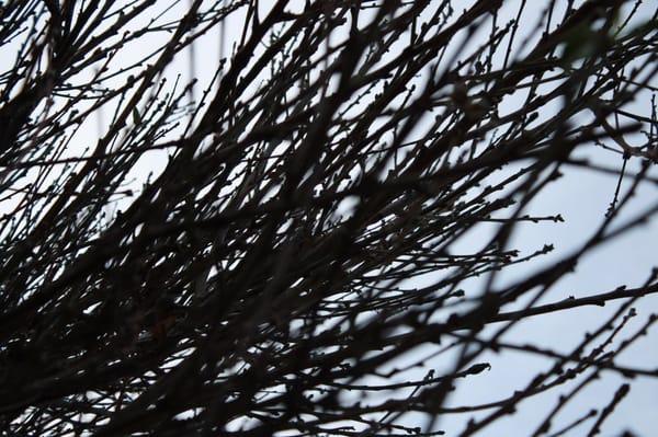 photo of Michelle C.