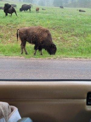 photo of Ditzy's Dorky D.