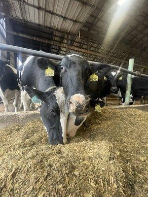 photo of Isabelle B.