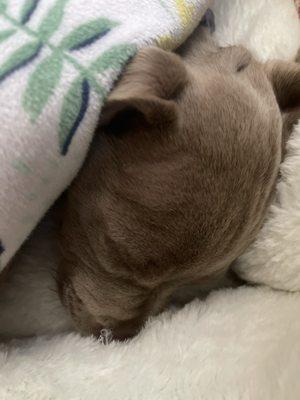 Photo of Blanca