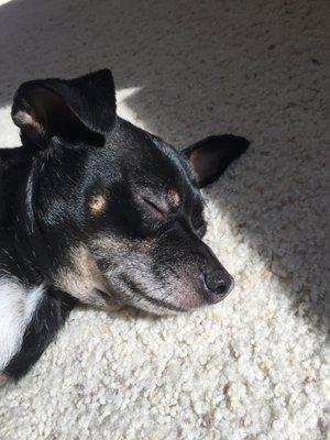 photo of EmojiCop22 I.