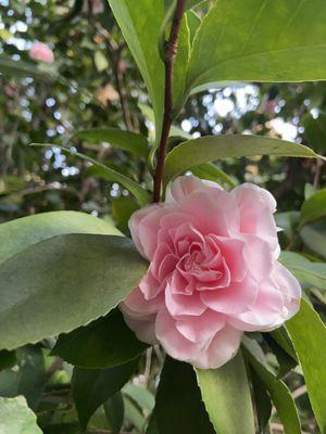 photo of Stephanie K.