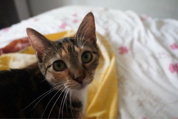 photo of Jacqueline A.