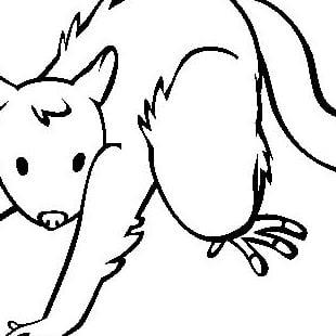 Photo of Possum J.