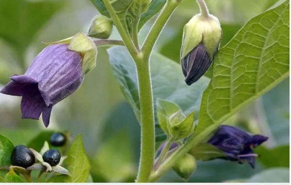 photo of MrsDeath D.