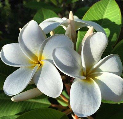 photo of Britanny L.