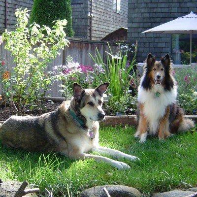 Photo of PennyandRusty P.