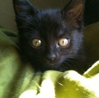 photo of Cathleen N.