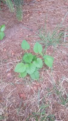 photo of Michelle S.