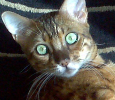 Photo of Aji B.