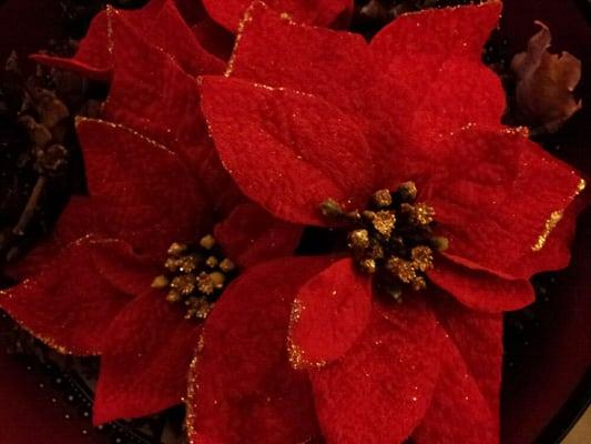 photo of Curlygurl M.