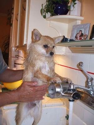 photo of Living Free N.