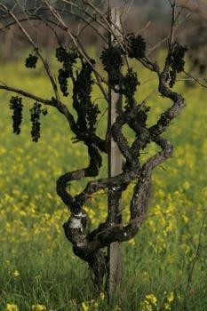 Photo of Old Vine z.